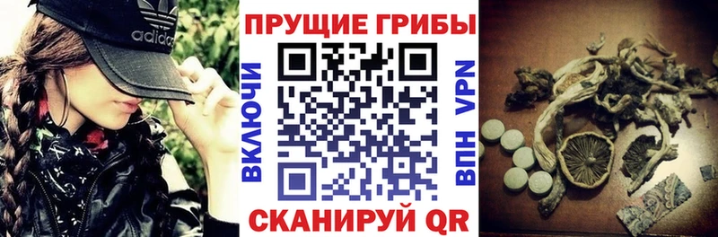 дарк нет официальный сайт Новокузнецк Псилоцибиновые грибы ЛСД